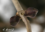 もうすぐ春です！芽吹きも間近〜冬芽の観察〜（自然観察）