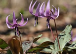 好きです！春の花（自然観察）