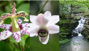 季節の花と景観